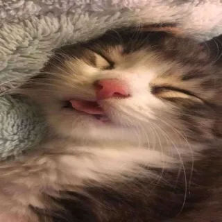 😛 gatto, gattino, dormire, animale, animale domestico, carino, lingua telegram sticker