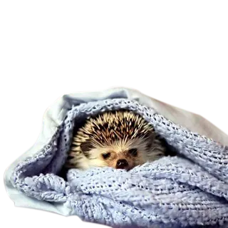 ✨ erizo, animal, lindo, manta, mascota, pequeño, adorable telegram sticker