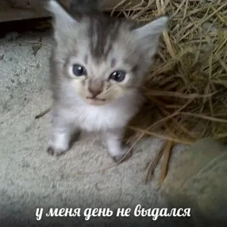 💘 у меня день не выдался kätzchen, katze, süß, tier, traurig, meme telegram sticker