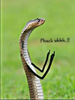 😡 Phuck uhhh..!! schlange, mittelfinger, beleidigend, unhöflich, tier whatsapp sticker