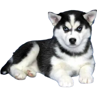 😠 husky, anjing, anak anjing, imut, binatang telegram sticker