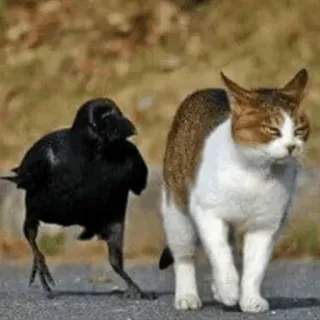 ⚫️ gagak, kucing, hewan, persahabatan, alam, burung, hewan peliharaan telegram sticker