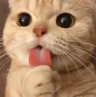 😳 cat, licking, cute, animal, pet telegram sticker