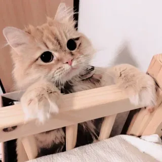 ❤ gato, lindo, animal, mascota, gatito, esponjoso, ojos grandes whatsapp sticker