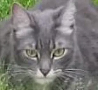 👹 gato, cinza, animal, doméstico, animal de estimação telegram sticker