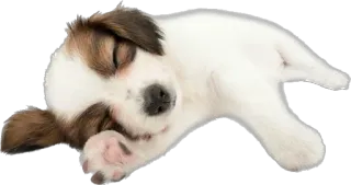 😴 หมา, ลูกหมา, นอนหลับ, น่ารัก, สัตว์, สัตว์เลี้ยง telegram sticker