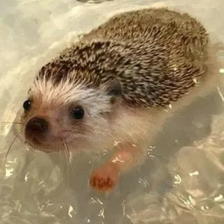 🐳 ハリネズミ, 動物, 水泳, 水, かわいい whatsapp sticker