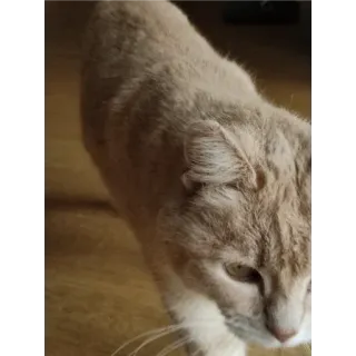 🙂 gato, animal de estimação, animal, gato doméstico, felino, mamífero whatsapp sticker
