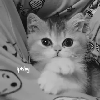 🕸 ipishy 小猫, 猫, 可爱, 宠物, 动物, 家养, 猫科动物 telegram sticker