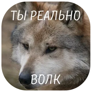 🐺 ТЫ РЕАЛЬНО
ВОЛК wolf, animal, meme, russian, text telegram sticker