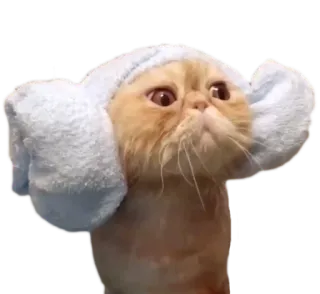🐱 cat, cute, towel, pet, animal, funny telegram sticker