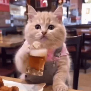 🍺 chat, boire, bière, animal, mignon, drôle whatsapp sticker