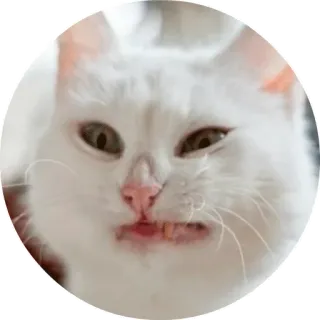 😖 chat, blanc, animal, drôle, animal de compagnie, mème telegram sticker