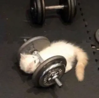 🥺 gato, gatinho, halter, exercício, musculação, fitness, academia, engraçado telegram sticker