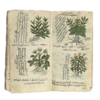 📖 book, illustration, plants, herbs, vintage, manuscript telegram sticker