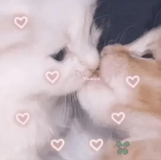 ❤️ тымок Katzen, Kätzchen, Liebe, Herzen, süß, Tiere, Haustiere telegram sticker