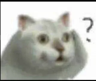 🤔 gatto, confuso, domanda, animale, meme telegram sticker