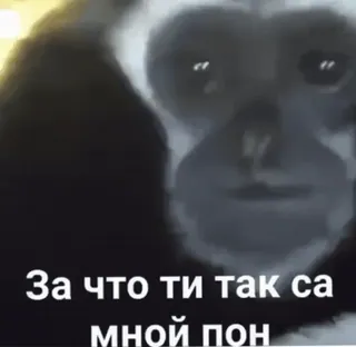 😔 За что ти так са мной пон 猿, 动物, 猴子, 表情包, 俄语 telegram sticker