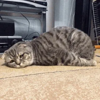 😿 cat, animal, pet, domestic animal, lying down telegram sticker