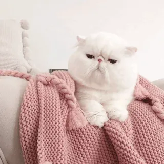 ⚡️ gato, gato blanco, gato persa, lindo, mascota, animal, esponjoso telegram sticker