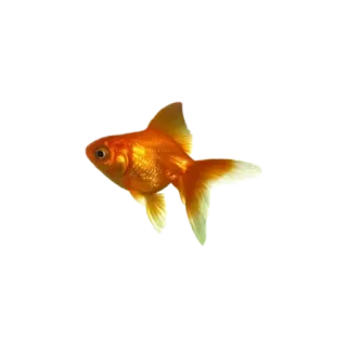 🐠 물고기, 금붕어, 동물, 수생 telegram sticker