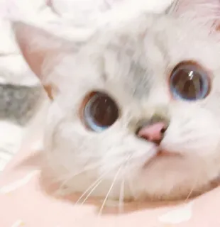 🥺 gato, gatinho, animal, fofo, animal de estimação, olhos azuis telegram sticker