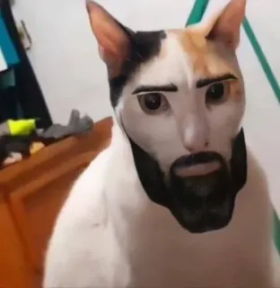 🥶 cat, filter, animal, funny, pet, meme, bearded cat telegram sticker