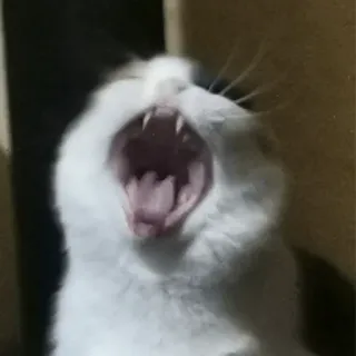 🙀 cat, animal, pet, yawning, feline, domestic cat telegram sticker