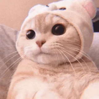 🙂 cat, cute, animal, kitten, hat, kawaii telegram sticker