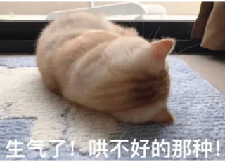 😤 生气了！哄不好的那种！ gato, lindo, mascota, animal, durmiendo, gato doméstico telegram sticker