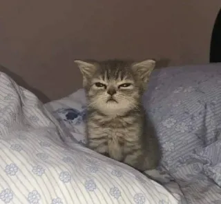 🎃 gato, gatinho, animal, animal de estimação, fofo, sonolento whatsapp sticker