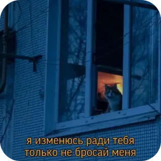 😓 я изменюсь ради тебя 
только не бросай меня cat, window, night, building, sad, love, russian whatsapp sticker