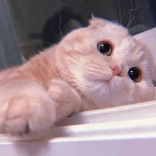🧁 kot, zwierzę, słodki, zwierzak, koci, domowy, ssak telegram sticker