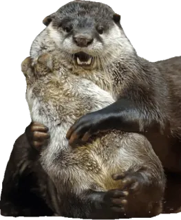 Otters Gotta Ott 2 whatsapp stickers