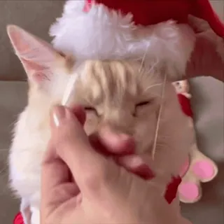 🎅 แมว, คริสต์มาส, หมวกซานต้า, สัตว์, น่ารัก, สัตว์เลี้ยง whatsapp sticker