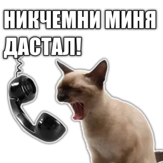 😮‍💨 НИКЧЕМНИ МИНА ДАСТАЛ! cat, telephone, scream, animal telegram sticker