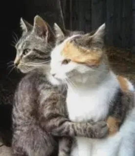 💕 gatos, animais, animal de estimação, amigos, fofo whatsapp sticker