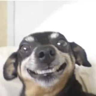 😃 Hund, Tier, Haustier, süß, lächelnd, glücklich whatsapp sticker