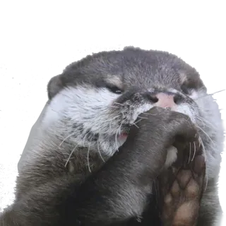 😏 выдра, животное, милый, млекопитающее, дикая природа, природа telegram sticker