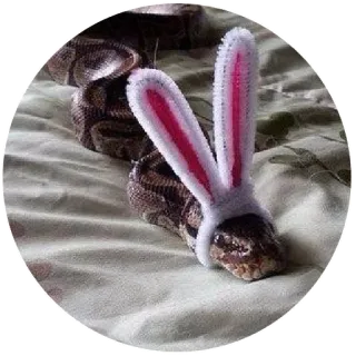 🙃 serpiente, orejas de conejo, mascota, animal, reptil, pascua, disfraz telegram sticker