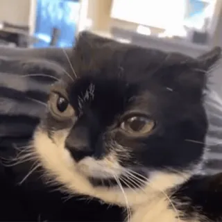 🌟 mèo, mèo tuxedo, dễ thương, động vật, thú cưng telegram sticker