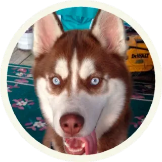 😱 hond, husky, huisdier, dier, zoogdier, blauwe ogen, huisdier telegram sticker