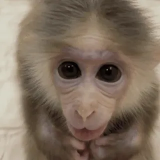👀 monkey, baby monkey, cute, animal, primate, wildlife, infant monkey, small whatsapp sticker