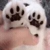 🐱