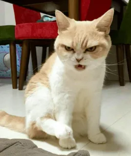 😒 고양이, 화난 고양이, 고양이, 애완 동물, 반려 동물, 심술궂은 고양이 telegram sticker