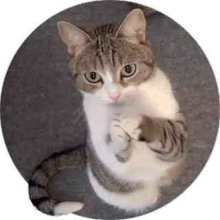 🙏 gato, fofo, animal, gatinho, animal de estimação whatsapp sticker