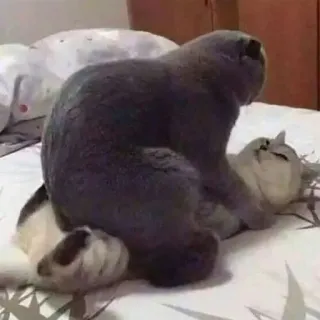 🔞 gatti, animali, animale domestico, domestico, sdraiato telegram sticker