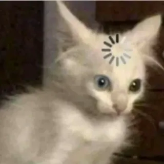 😳 Katze, Kätzchen, Laden, süß, weiße Katze, Tier whatsapp sticker