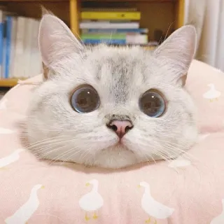 Котеки telegram stickers