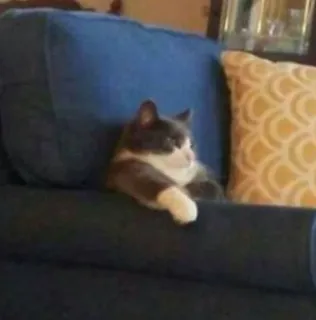 😌 gatto, divano, animale domestico, animale, riposo, mobile, gatto domestico telegram sticker
